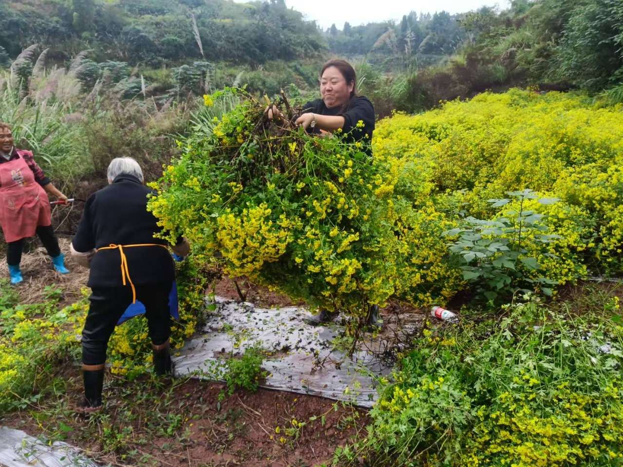 石马镇：数百亩菊花喜获丰获 为农民致富增收添新篇