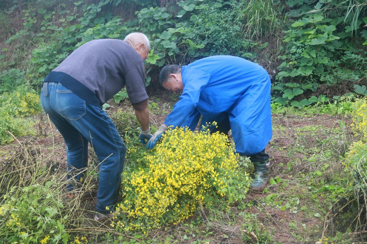 升斗村发展药菊种植 助力乡村振兴与村民增收