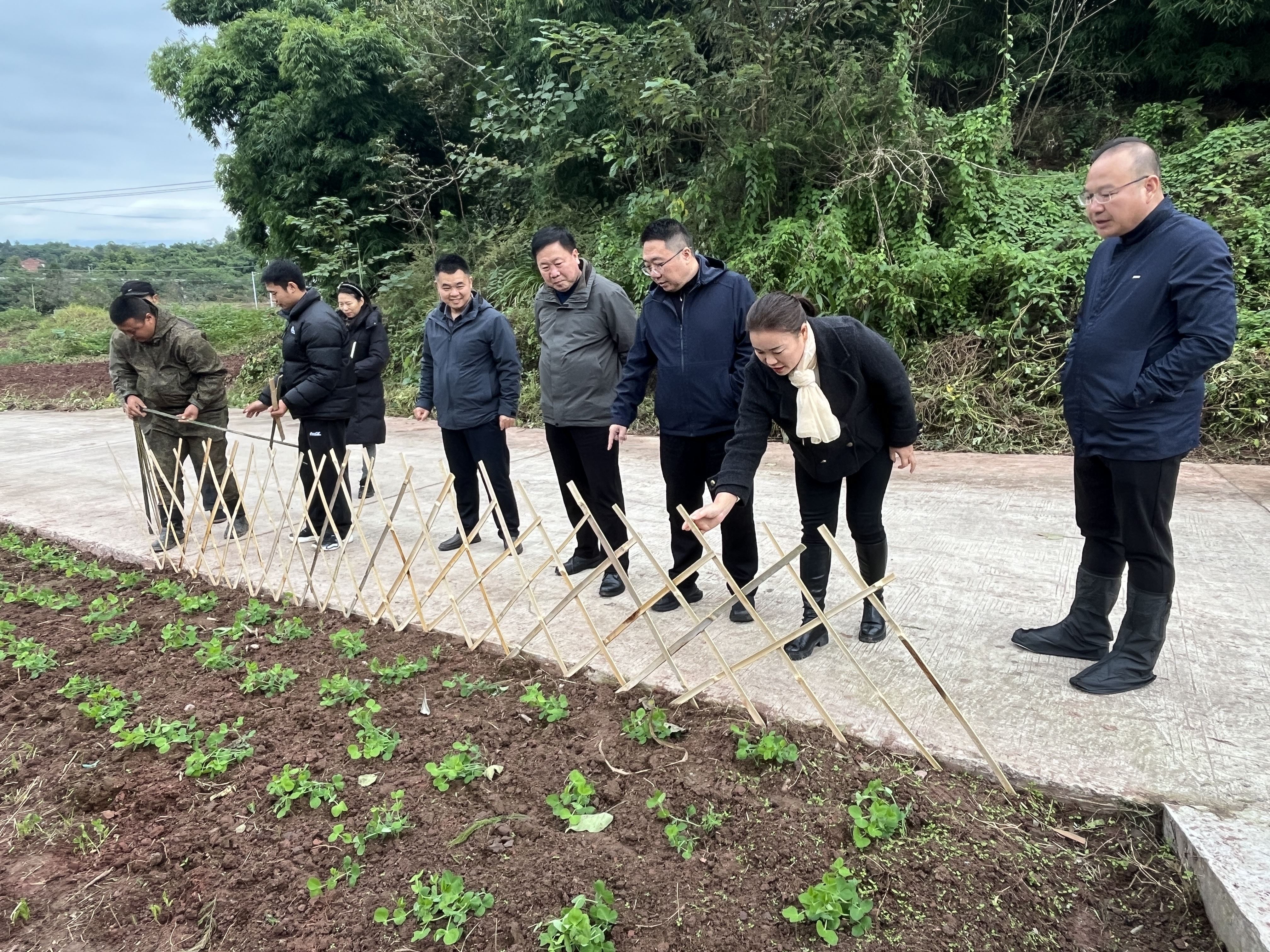 龙石镇人大：助力美丽庭院创建 绘就美丽村庄新画卷