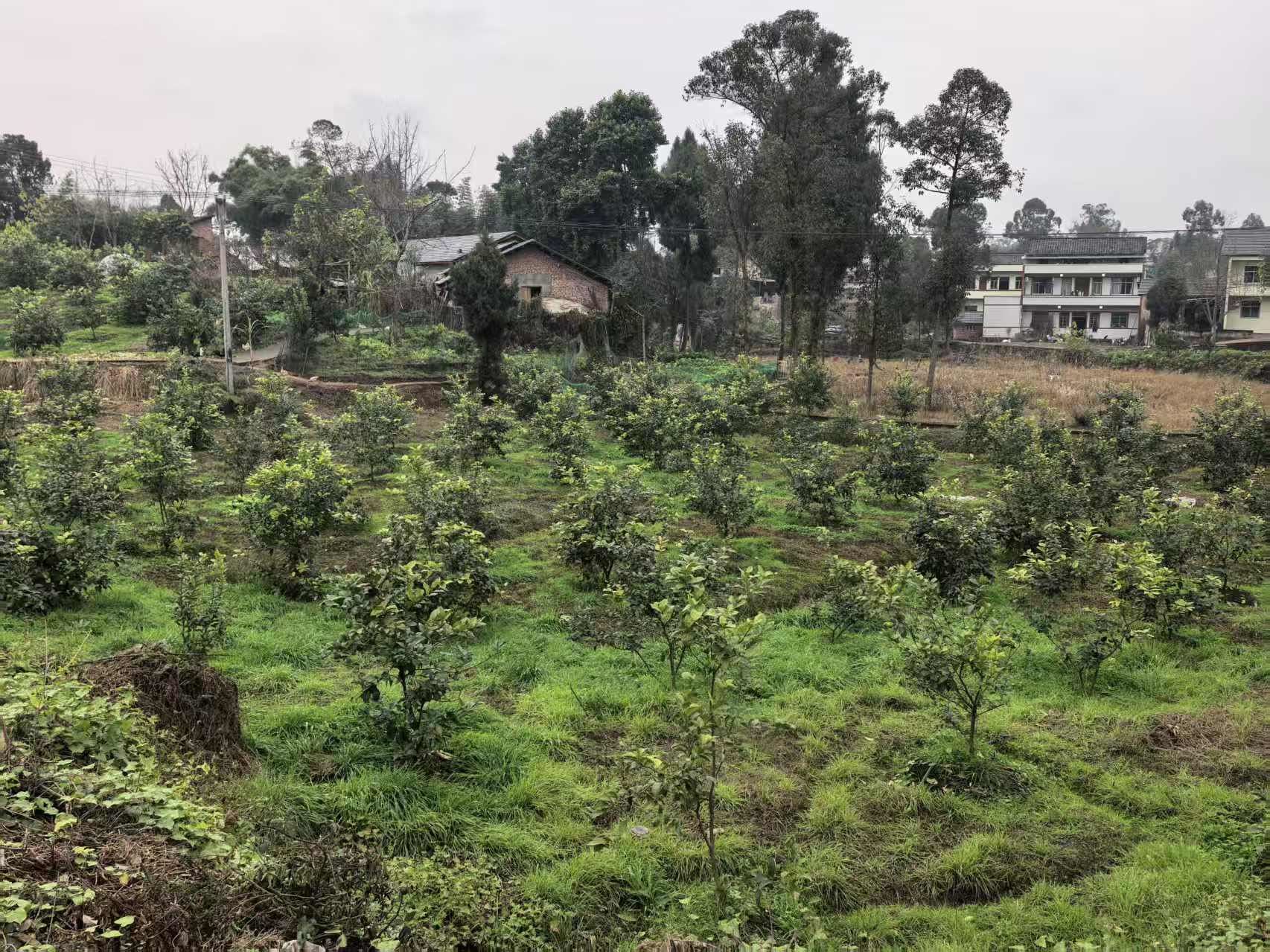 高坪镇：党建赋能促清廉 村居建设提效能