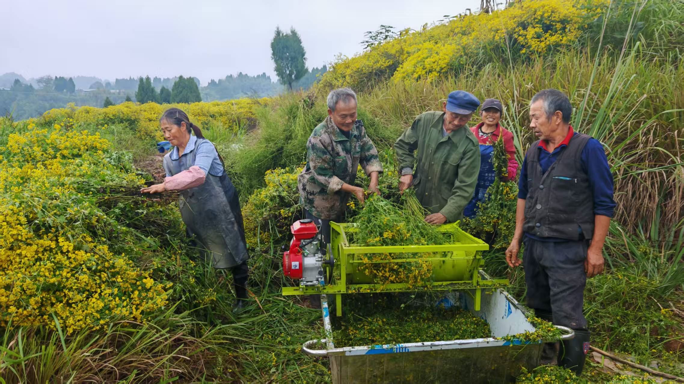 高坪镇：以清廉村居建设擦亮乡村振兴底色