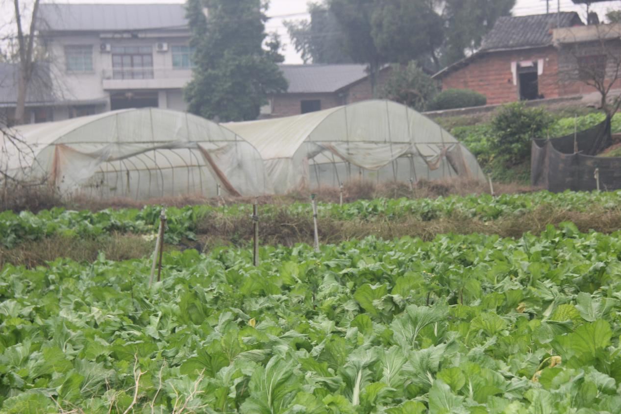 旗团村：巴掌地“蔬”写富民产业美好“钱”景