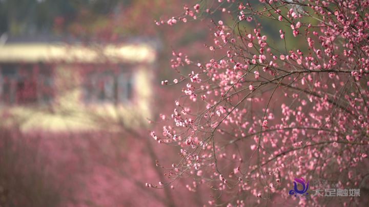 寒梅吐蕊迎新春暗香浮动引客来